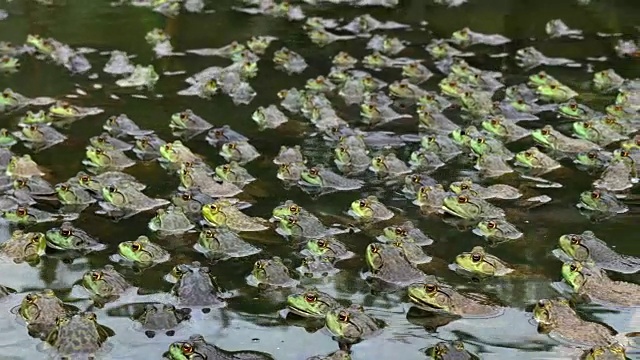 水产农场池塘中有大量的青蛙