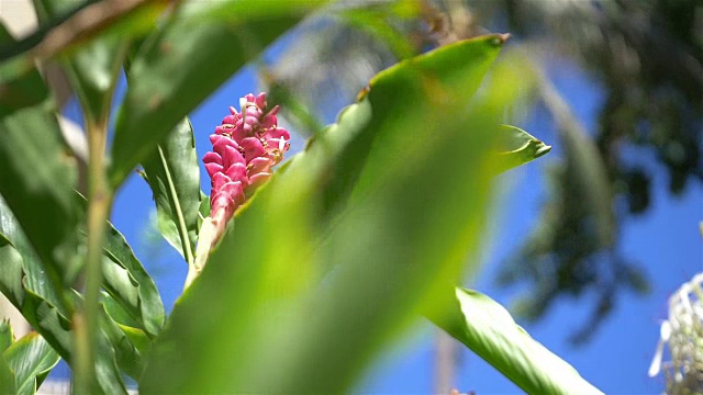 夏威夷的姜花，4k慢镜头
