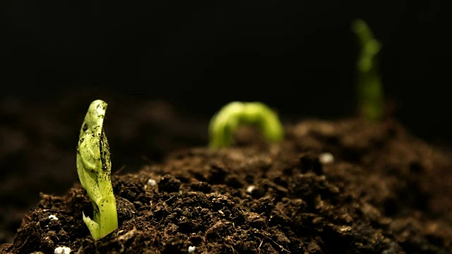 在农场种植豌豆种子农业时间