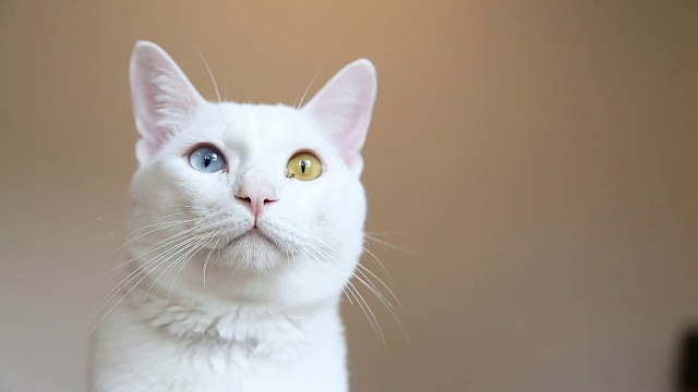 Odd-Eyed猫