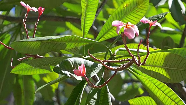 夏威夷的粉色鸡蛋花，4k慢镜头，60fps