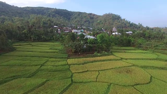 印度尼西亚佛洛雷斯岛Ruteng的蜘蛛网稻田。