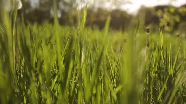 镜头向前移动，穿过白色的蒲公英花和美丽的草地上新鲜的春天绿草。蒲公英有药用功效的植物。夏天的概念。低角度小车稳定拍摄