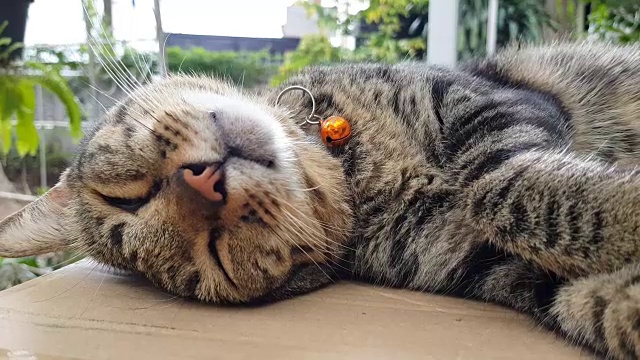 两张打哈欠猫的照片