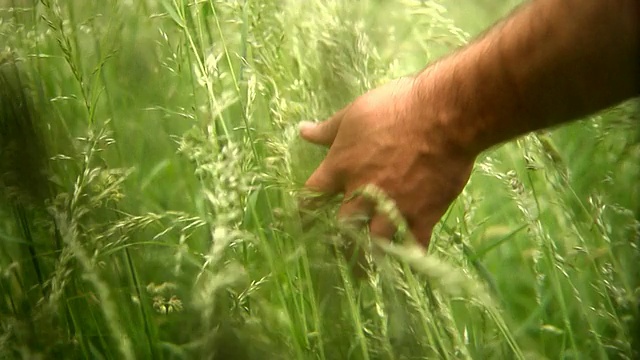 男人的手在草地01高清