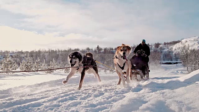 详情图-游客在一群狗拉的雪橇上玩耍