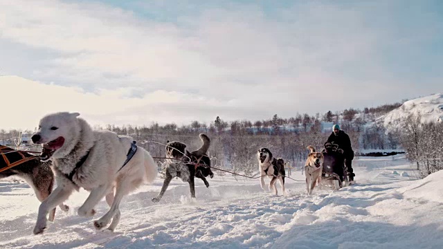 详情图-游客在一群狗拉的雪橇上玩耍