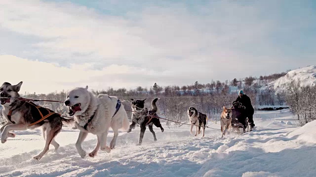 详情图-游客在一群狗拉的雪橇上玩耍