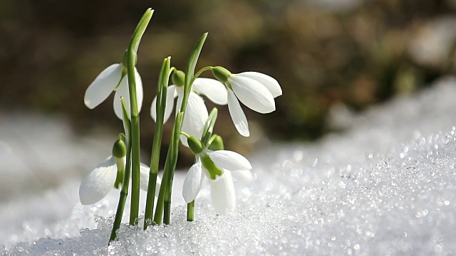 雪花莲从雪中开出，冬天结束，春天来临