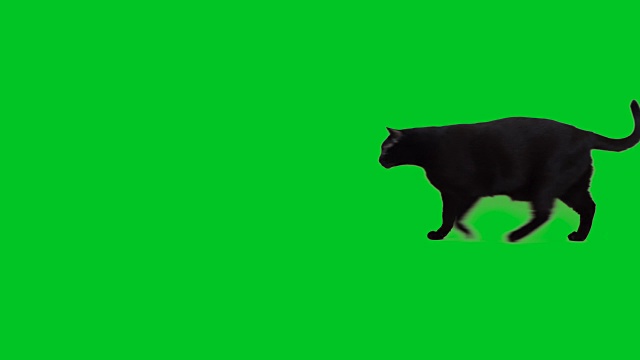 4k黑猫在绿色屏幕上行走