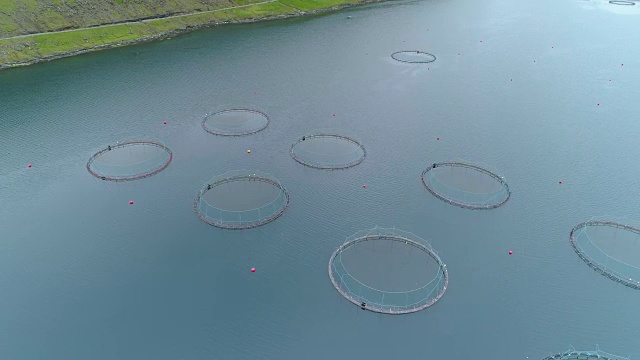 詳情圖-天線:在法羅群島附近的藍色海面上，裝滿魚的圓形籠子漂浮著。