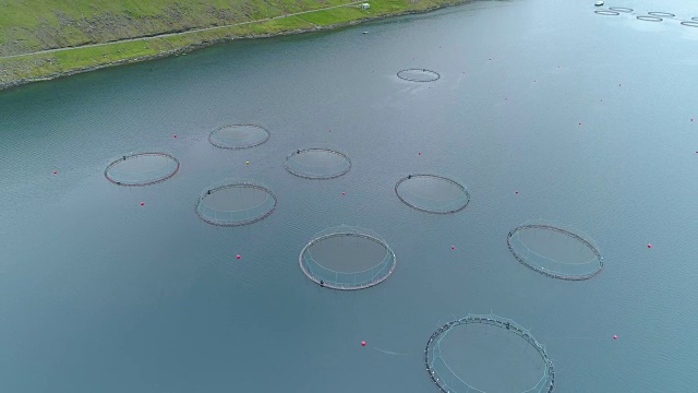 詳情圖-天線:在法羅群島附近的藍色海面上，裝滿魚的圓形籠子漂浮著。