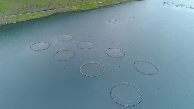 詳情圖-天線:在法羅群島附近的藍色海面上，裝滿魚的圓形籠子漂浮著。