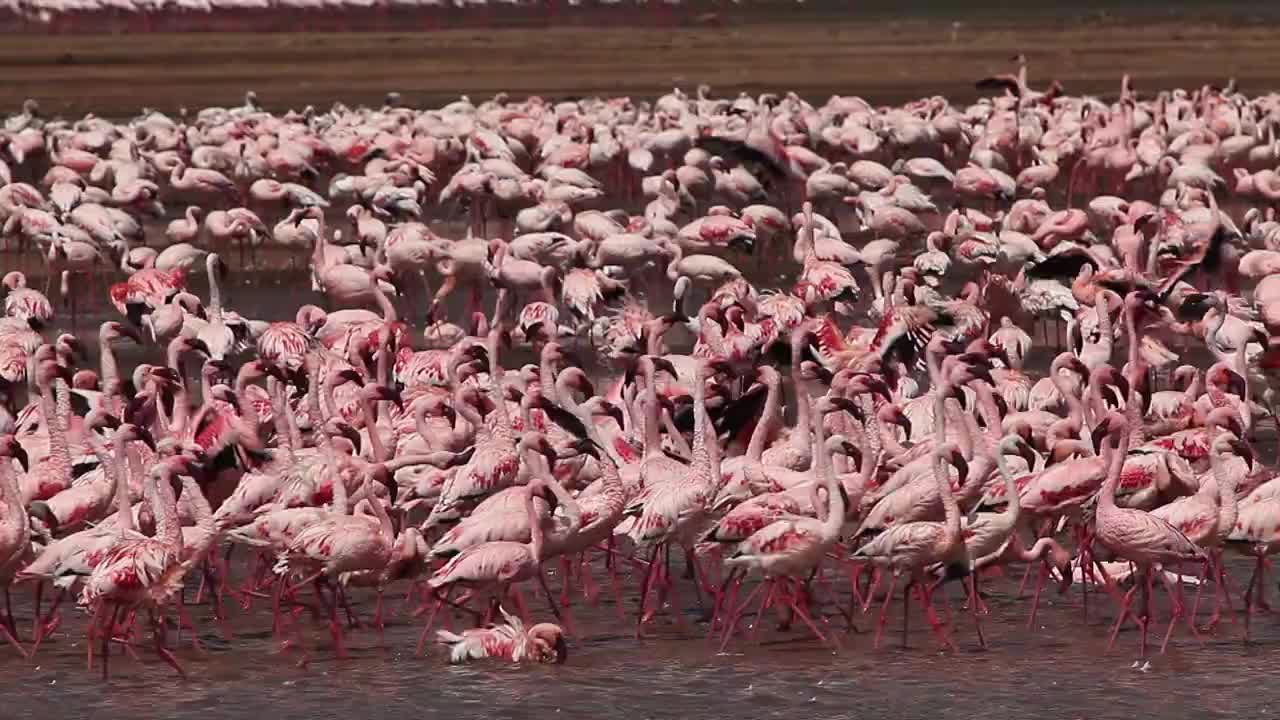 小火烈鸟，小凤凰，群有巴斯，殖民地在肯尼亚博哥利亚湖，实时