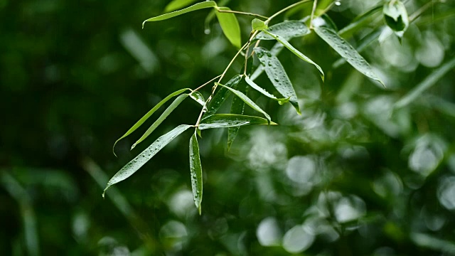 雨中的竹叶