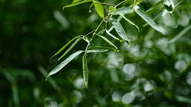 详情图-雨中的竹叶