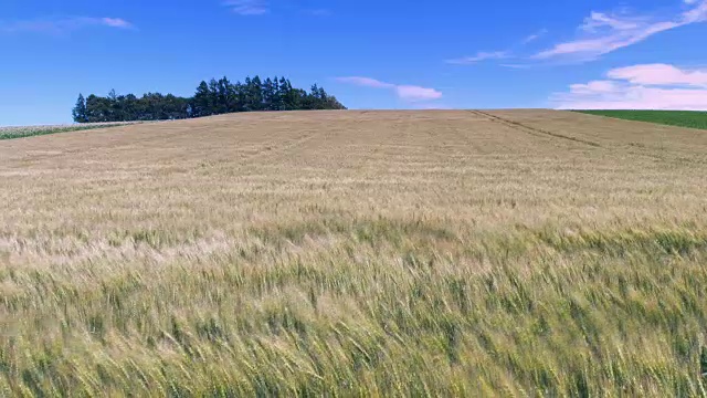 北海道的麦田在风中起舞