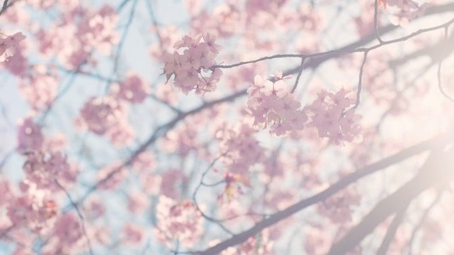 详情图-樱花树与蓝色的天空