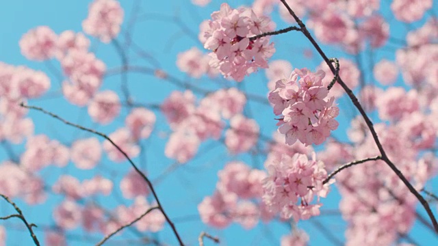 樱花树与蓝色的天空