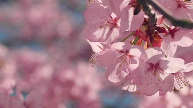 樱花树与蓝色的天空