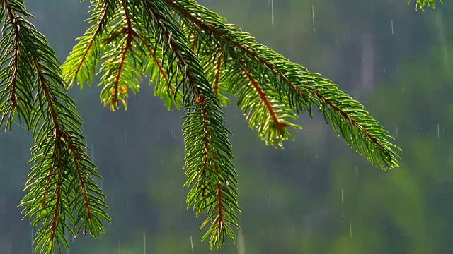 雨在森林。自然森林背景。