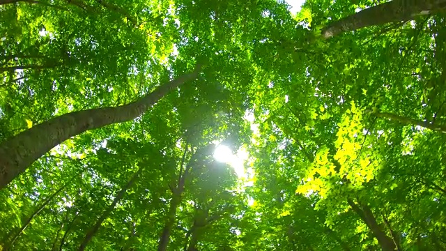 詳情圖-清新綠色的山毛櫸林