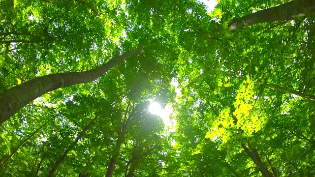 詳情圖-清新綠色的山毛櫸林