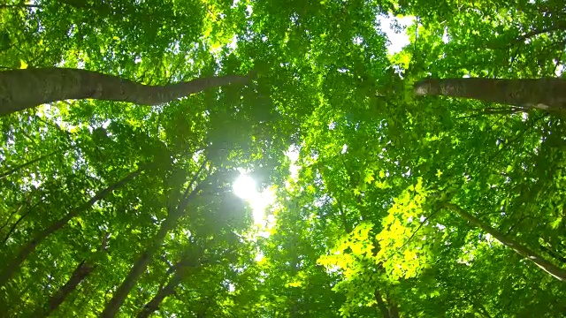 詳情圖-清新綠色的山毛櫸林