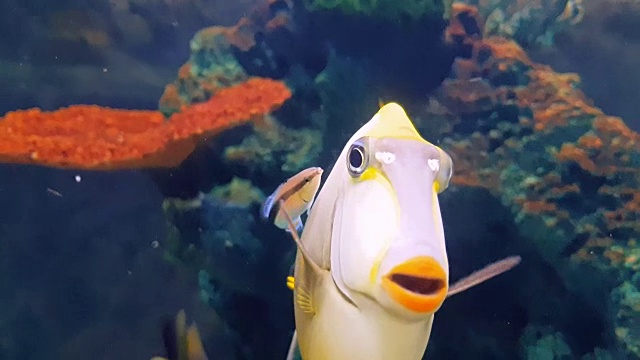 麒麟鱼在水下世界的深海动物和珊瑚与海葵