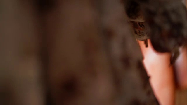 详情图-市场上摆满了鹿肉香肠、野猪肉、肉干熟食。干燥、模具。自然、意大利、食物、生物的概念