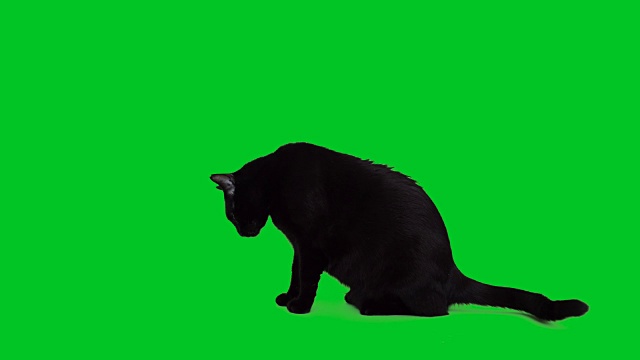 4k黑猫坐在绿色屏幕上