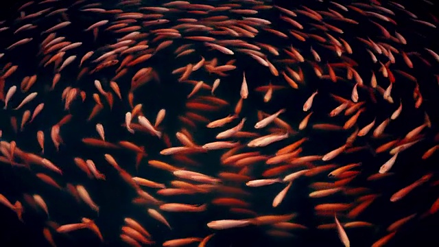 詳情圖-錦鯉或花式鯉魚圖案在池塘里無縫游圈