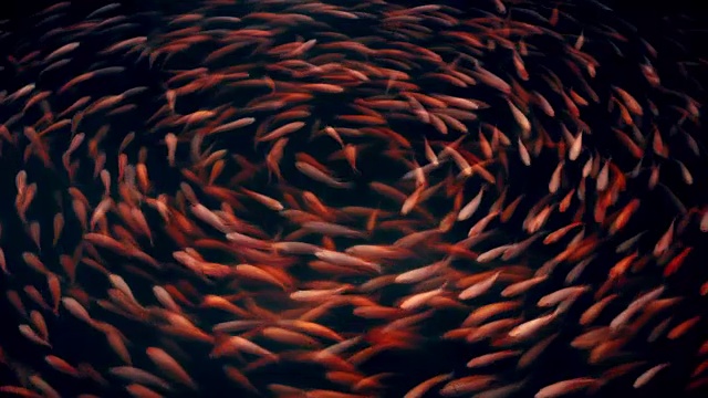 詳情圖-錦鯉或花式鯉魚圖案在池塘里無縫游圈
