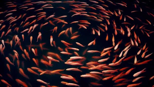 詳情圖-錦鯉或花式鯉魚圖案在池塘里無縫游圈