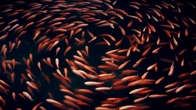 詳情圖-錦鯉或花式鯉魚圖案在池塘里無縫游圈