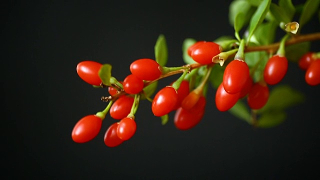詳情圖-成熟的紅枸杞在枝條上孤立出一黑色