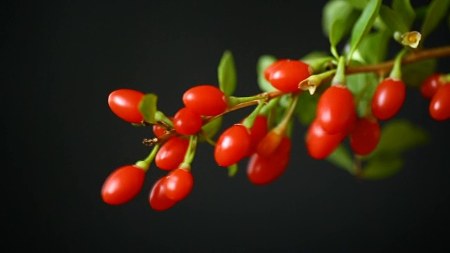詳情圖-成熟的紅枸杞在枝條上孤立出一黑色