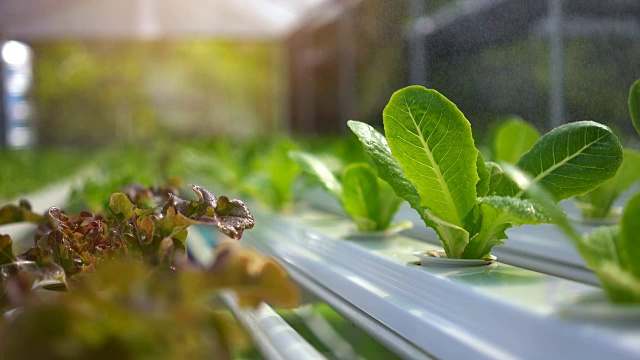 现代蔬菜农场，水施普林格，喷灌水培有机蔬菜农场。