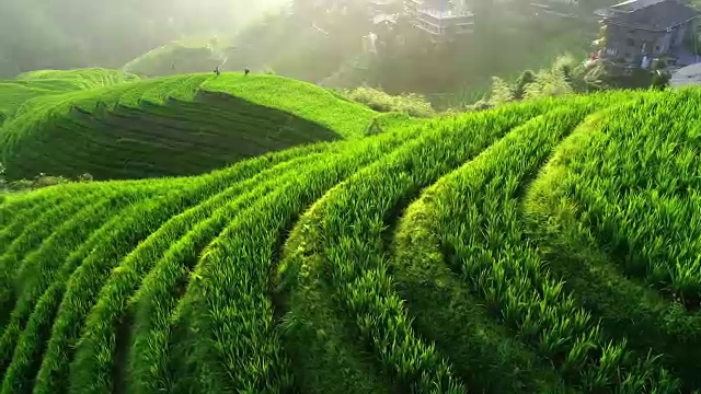 龙胜的稻田