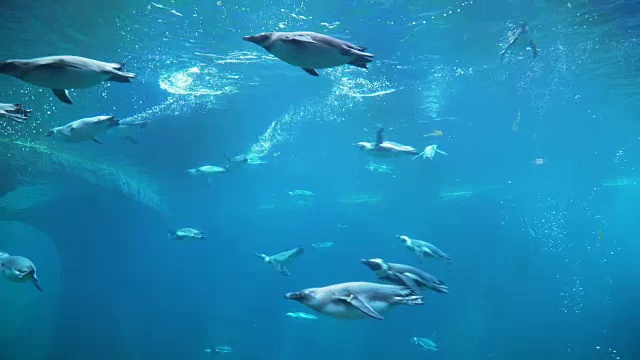 詳情圖-一群企鵝從右手游到左手邊