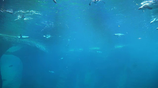 詳情圖-一群企鵝從右手游到左手邊