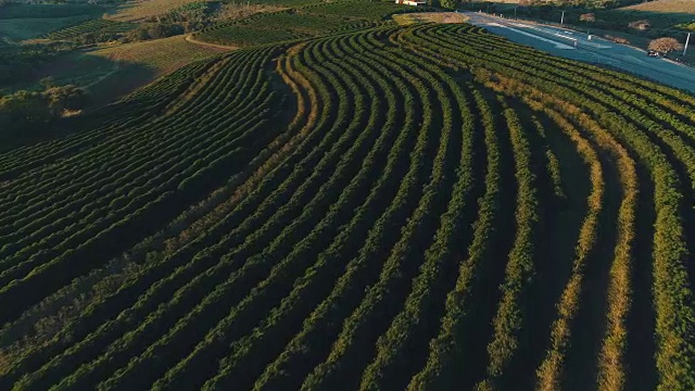 巴西米纳斯吉拉斯州的咖啡田。日落时拍摄的图像