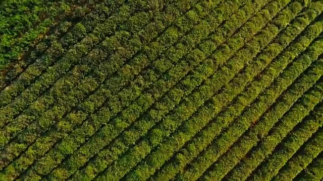 鸟瞰图上均匀排列的茶树种植，生产出口货物