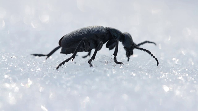 美国油甲虫(水泡甲虫)在春天的雪地上行走。近距离观察野生水疱甲虫