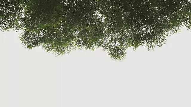 近距离的象牙海岸杏树的叶子在白色的背景。
