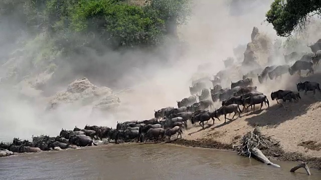 詳情圖-角馬穿越肯尼亞馬拉河的大遷徙