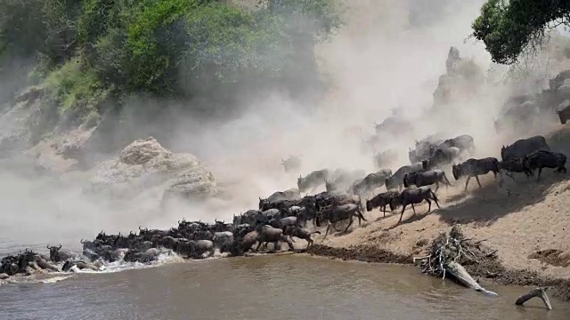 詳情圖-角馬穿越肯尼亞馬拉河的大遷徙