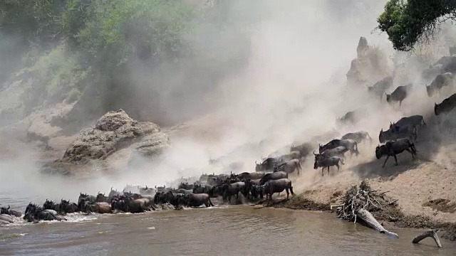 詳情圖-角馬穿越肯尼亞馬拉河的大遷徙