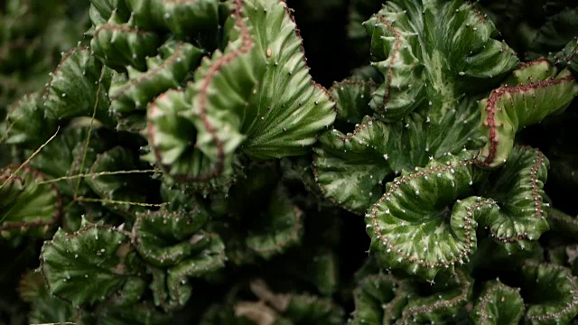詳情圖-無葉，多刺，常綠的沙漠植物，在植物園中作為觀賞植物栽培。多肉背景，自然格局。溫室中的大戟頂仙人掌。有粉紅色刺的鋸齒狀珊瑚。