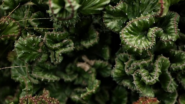 詳情圖-無葉，多刺，常綠的沙漠植物，在植物園中作為觀賞植物栽培。多肉背景，自然格局。溫室中的大戟頂仙人掌。有粉紅色刺的鋸齒狀珊瑚。